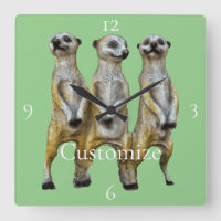 3 Stehend Meerkats Thunder_Cove
