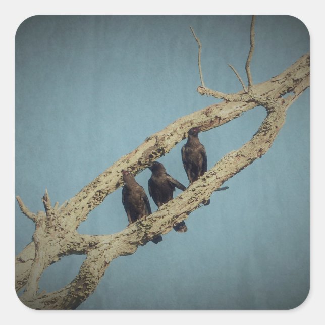 3 Stickers Crows (Devant)