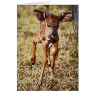 3-tägiges Baby Nyala Reh