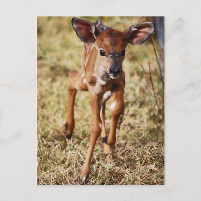 3-tägiges Baby Nyala Reh Postkarte (Vorderseite)