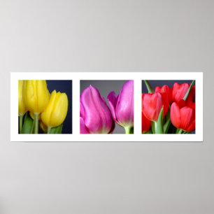 3 Tulips-Poster Poster