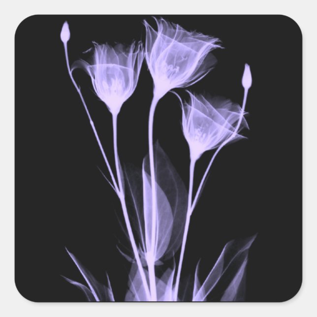 3 Weinetikett X-Ray-Blume Quadratischer Aufkleber (Vorderseite)