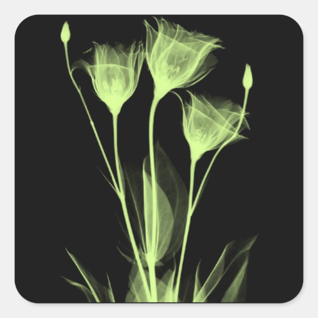 3 Weinetikett X-Ray-Blume Quadratischer Aufkleber (Vorderseite)
