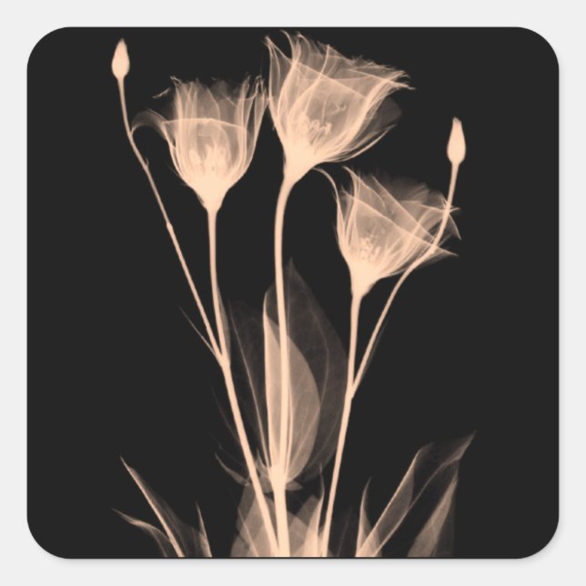 3 Weinetikett X-Ray-Blume Quadratischer Aufkleber (Vorderseite)