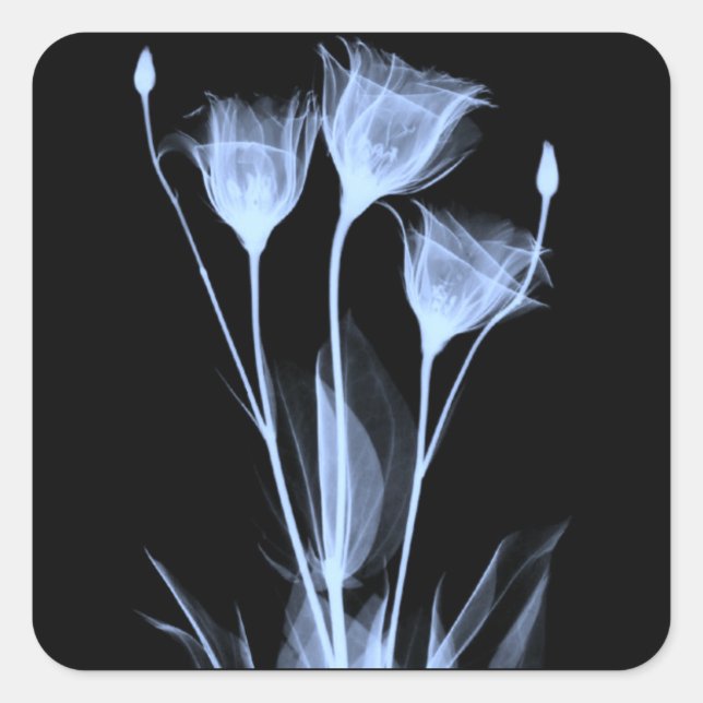 3 Weinetikett X-Ray-Blume Quadratischer Aufkleber (Vorderseite)