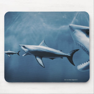 3 Weiße Haie (Carcharodon Carcharias) Mousepad