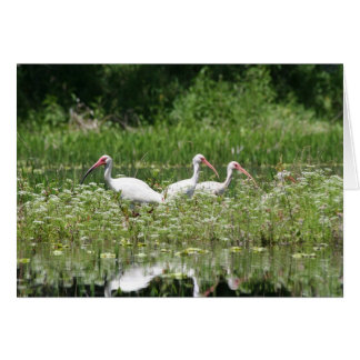 3 weiße Ibis