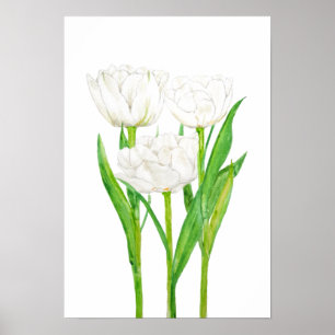 3 weiße Tulpen Aquarellmalerei Poster