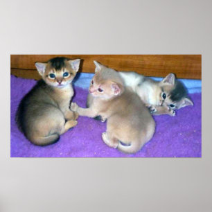 3 Wochen alte Abyssinier-Kätzchen Poster