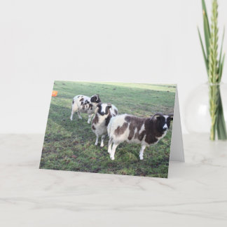 3 Ziegen Grußkarte Geburtstag Karte
