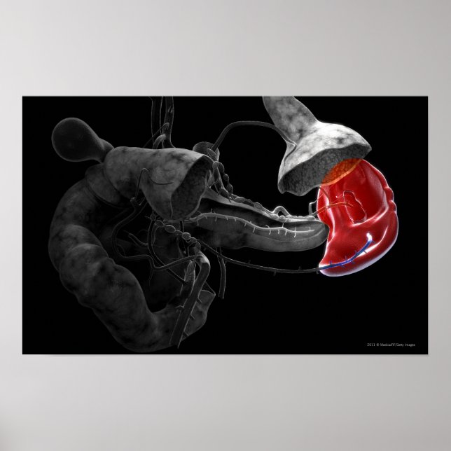 3D-Darstellung der Milz Poster (Vorne)