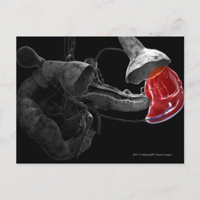 3D-Darstellung der Milz Postkarte (Vorderseite)