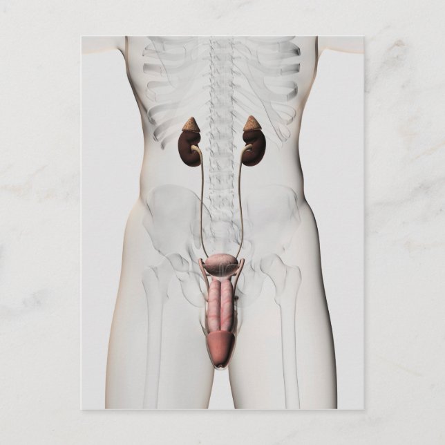3D-Darstellung des männlichen Fortpflanzungssystem Postkarte (Vorderseite)