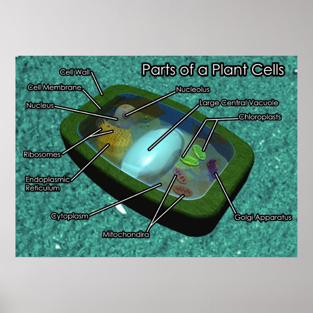 3D-Pflanze Zelldiagramm Poster (Vorne)
