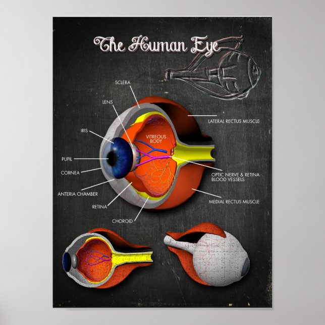3D-Querschnitt des menschlichen Auges + Legende Poster (Vorne)