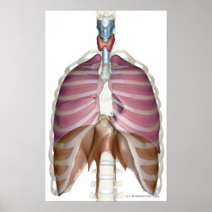3d rendering of the respiratory system poster