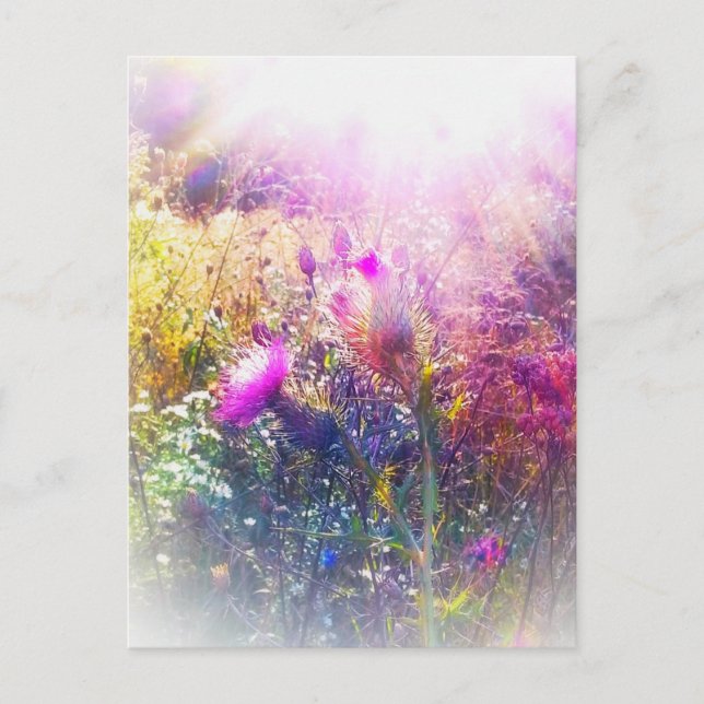 3THISTLES POSTCARD POSTKARTE (Vorderseite)