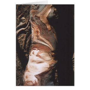 40. Barken-Muster, Kalifornien