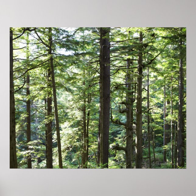41067 POSTER (Vorne)