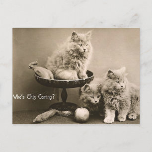 44 Haustiere Postkarte