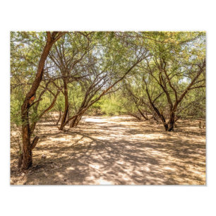 4745-Schattenbäume in der Wüste Fotodruck