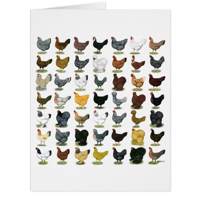 49 Hühnerhennen (Vorderseite)