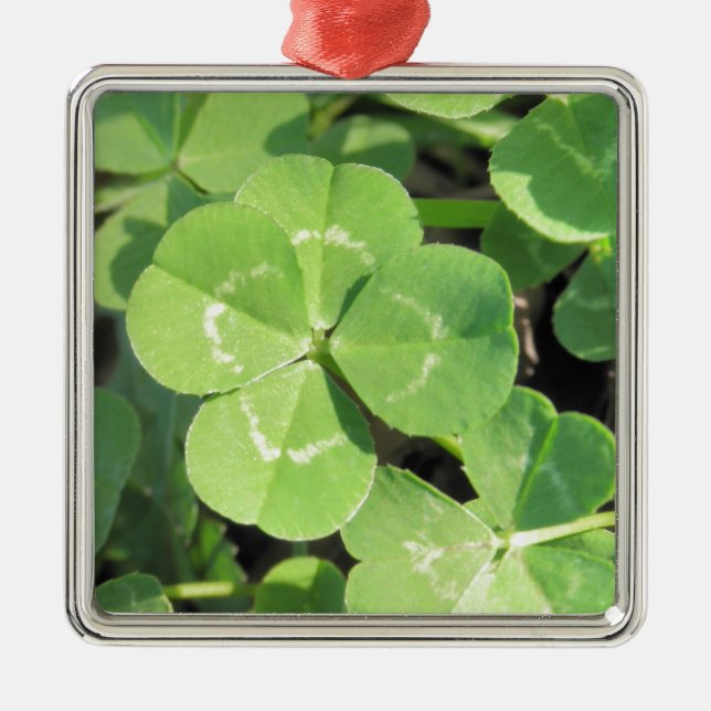 4 Blatt-Klee-viel Glück-Charme-Foto Silbernes Ornament (Vorne)