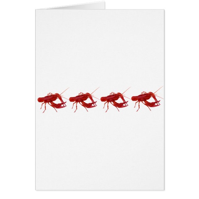 4 gekochte Panzerkrebse (Vorne)