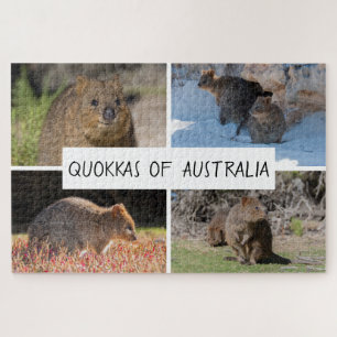 4-in-1 Quokka aus Australien Tier, 1014 Stück