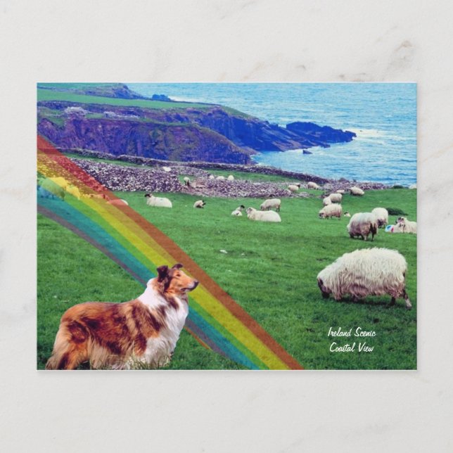 4. Irische Küste, Collie & Flock Postkarte (Vorderseite)