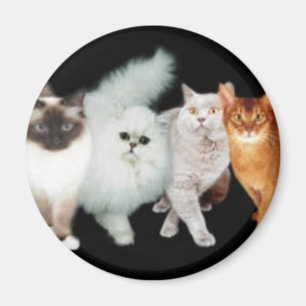 4 Katzen Magnet