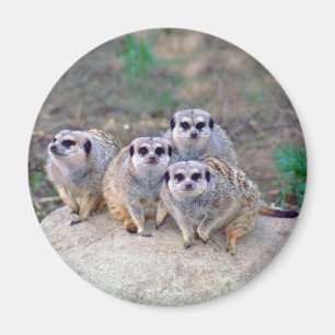 4 Meerkats blickender Magnet