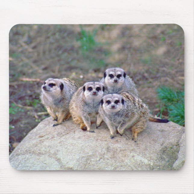 4 Meerkats blickendes Mousepad (Vorne)