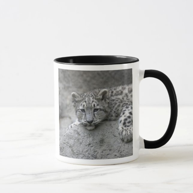 4 Monate alter Schneeleopardenbecher über einen Fe Tasse (Rechts)