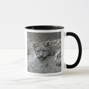 4 Monate altes Schneeleopardenjunges liegt auf ein Tasse