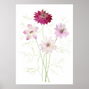 4 Rosa Magenta nigella Blüte Blumenblume Poster
