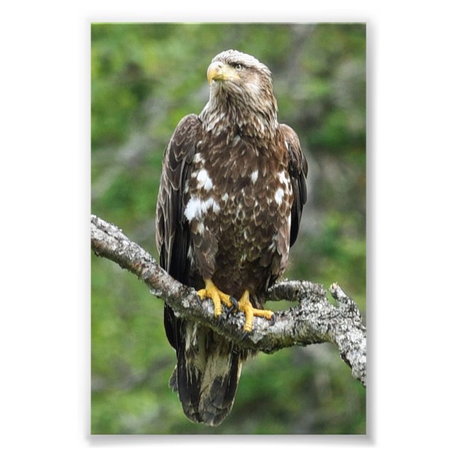 4 x 6 Foto Adler (Vorne)
