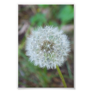 4" x 6" schöner Löwenzahn Fotodruck