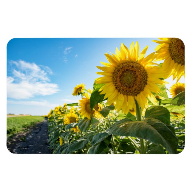 4x6 Flachbildschirm Magnet (Horizontal)