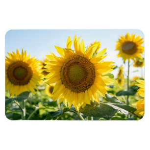 4x6 Flachbildschirm Magnet