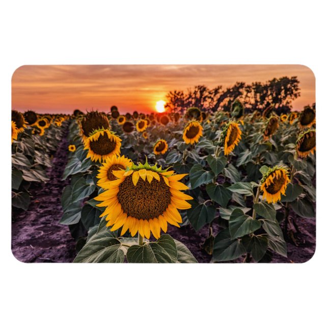 4x6 Flachbildschirm Magnet (Horizontal)