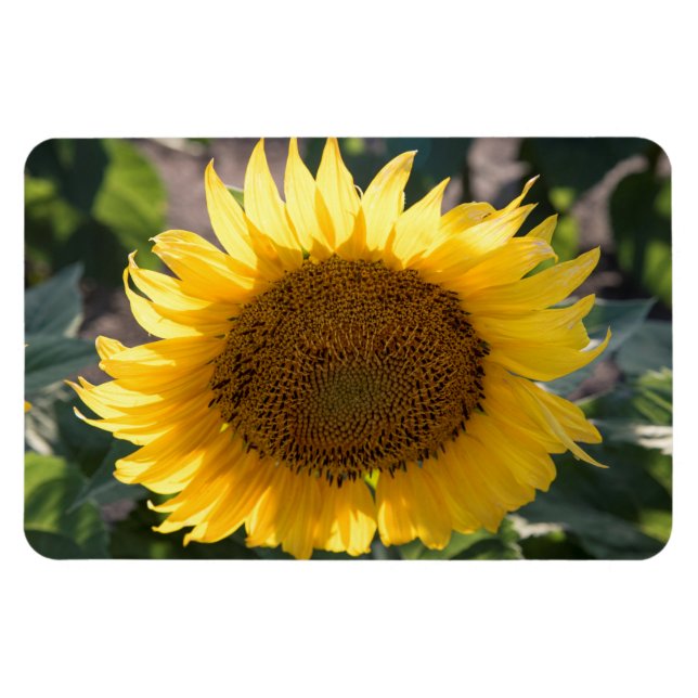 4x6 Flachbildschirm Magnet (Horizontal)