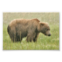 4x6 Foto Grizzlybär