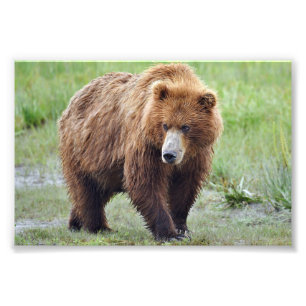 4x6 Foto Grizzlybär