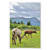 4x6 Foto Papier (Satin) aus Elch