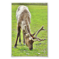 4x6 Foto Papier (Satin) aus Elch