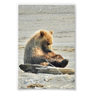 4x6 Foto Papier (Satin) aus Grizzlybär