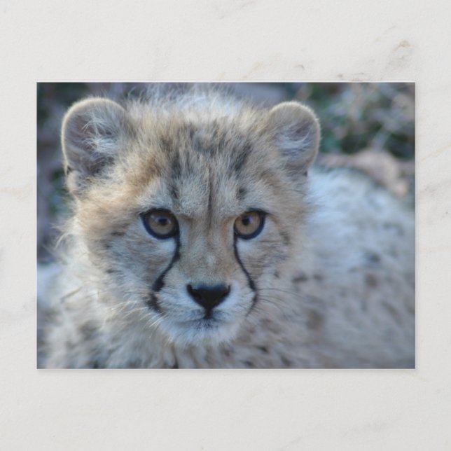 4x6 Gepard Postkarte (Vorderseite)