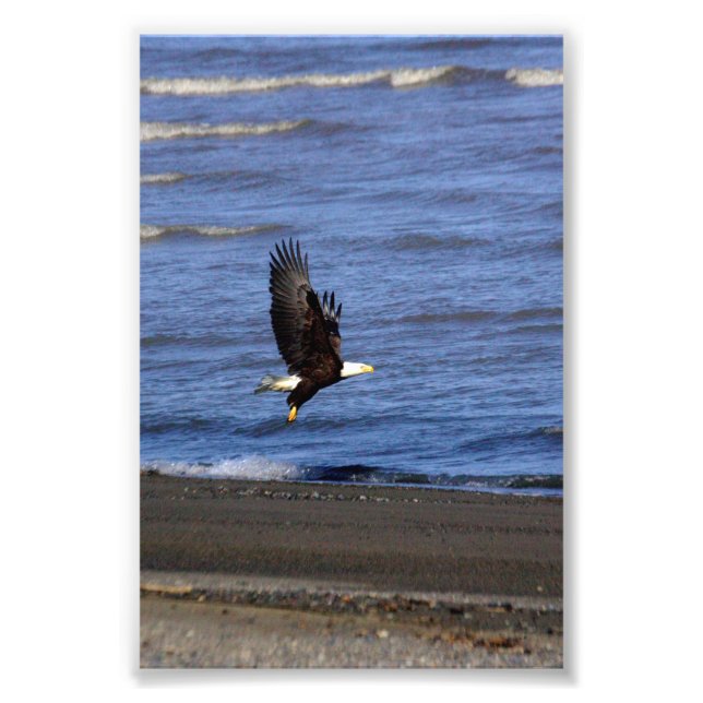 4x6 photo of eagle fotodruck (Vorne)