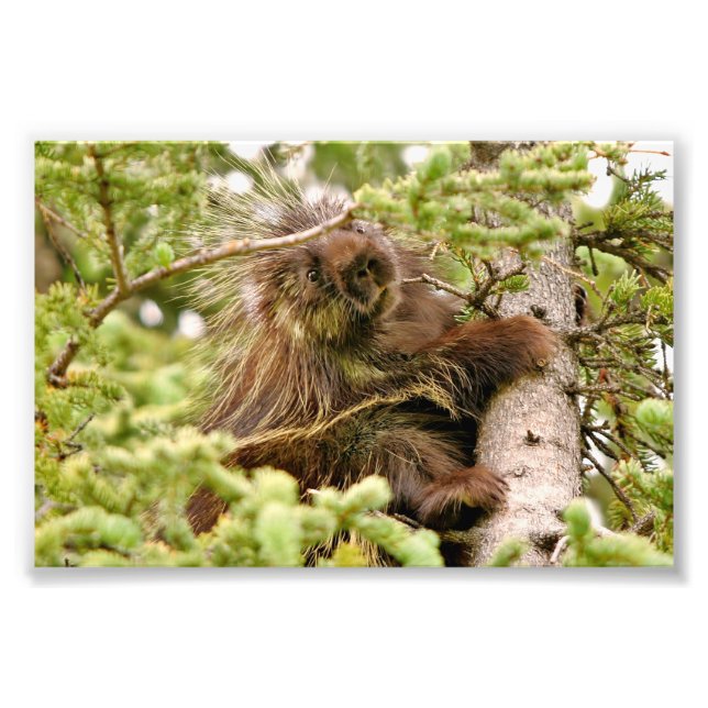 4x6 photo porcupine (Devant)